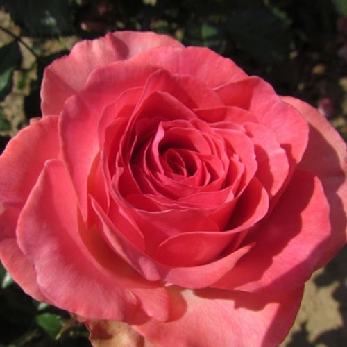 70-90 cm - Ruža - Mystic Glow™ - 